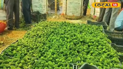 এক যুগ পর ফের উচ্ছের ফলনে ঘাটতি