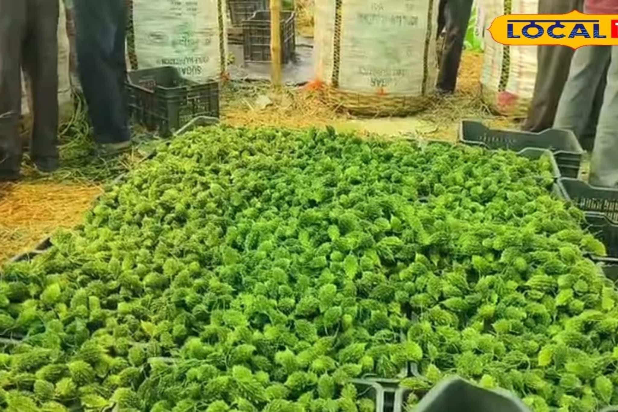 আগুন দাম, উচ্ছের ফলনে বিরাট ঘাটতি, মাথায় হাত কৃষকদের