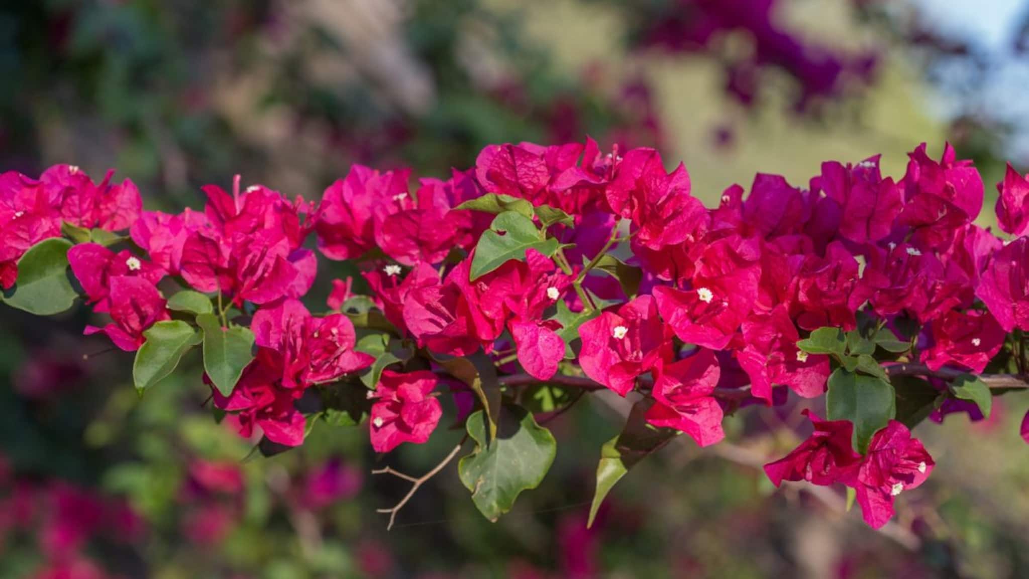 Bougainvillea flowering Technique: কাটিংয়েই লুকিয়ে ম্যাজিক! একই গাছে ফুটবে ৩ রঙের প্রচুর ফুল, বাগান বিশেষজ্ঞের টোটকায় গাছে পাতা দেখা যাবে না