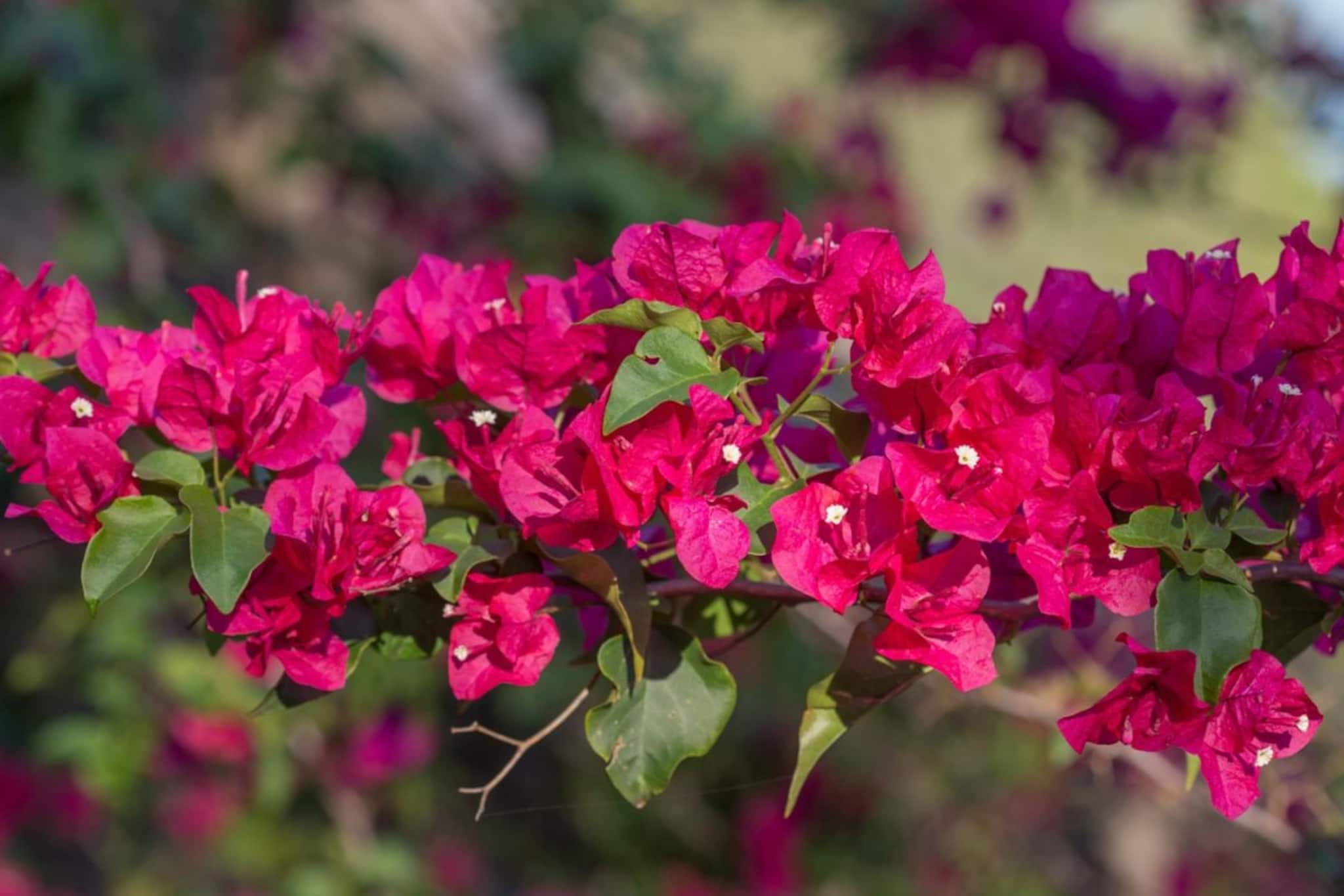 কাটিংয়েই লুকিয়ে ম্যাজিক! একই গাছে ফুটবে ৩ রঙের প্রচুর ফুল, বাগান বিশেষজ্ঞের টোটকায় গাছে পাতা দেখা যাবে না