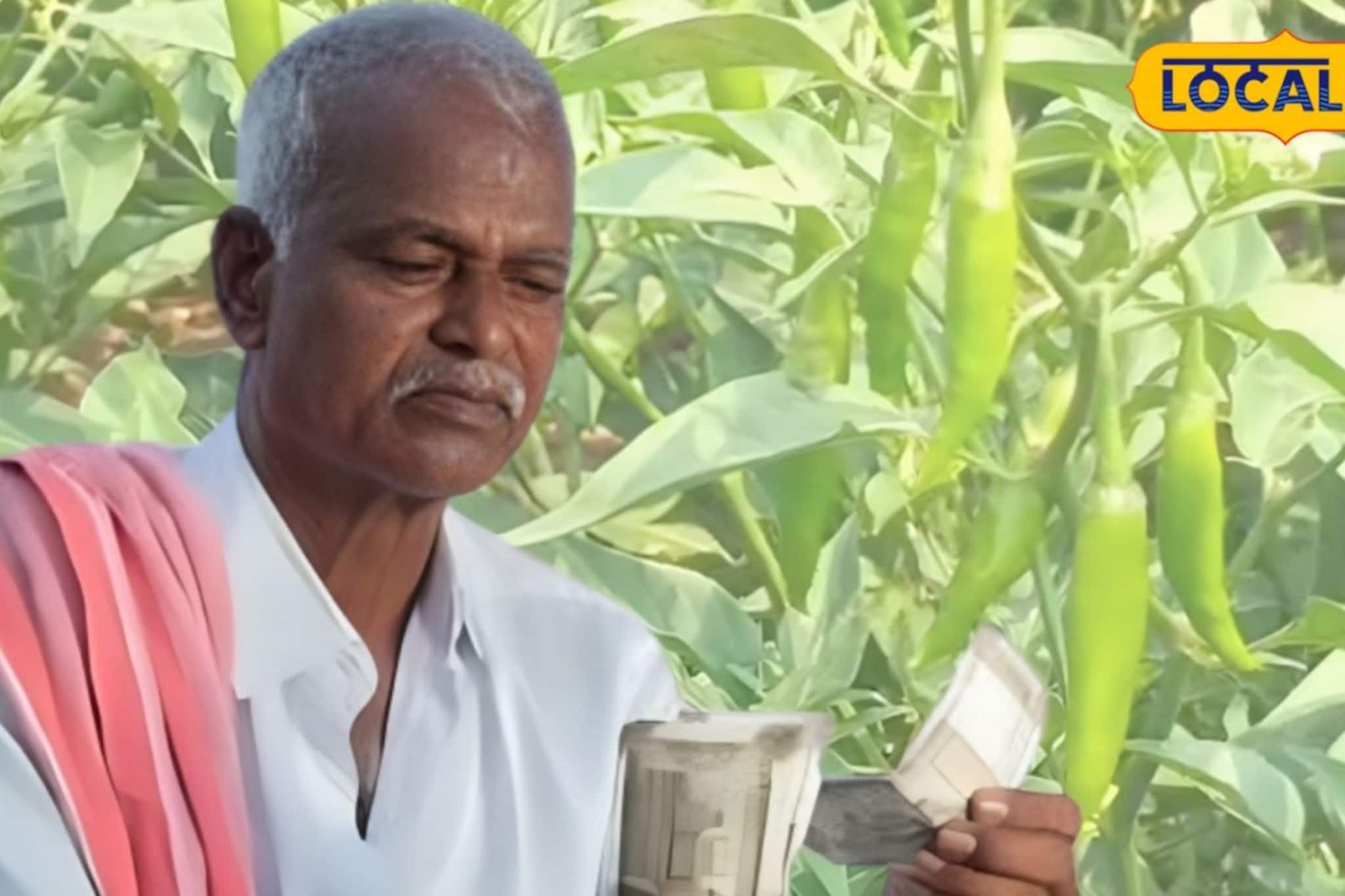 লঙ্কা চাষেই ভরসা, ধান-বাদাম ছেড়ে দ্বিগুণ আয় করছেন এই এলাকার কৃষকরা লঙ্কা চাষেই ভরসা, ধান-বাদাম ছেড়ে দ্বিগুণ আয় করছেন এই এলাকার কৃষকরা