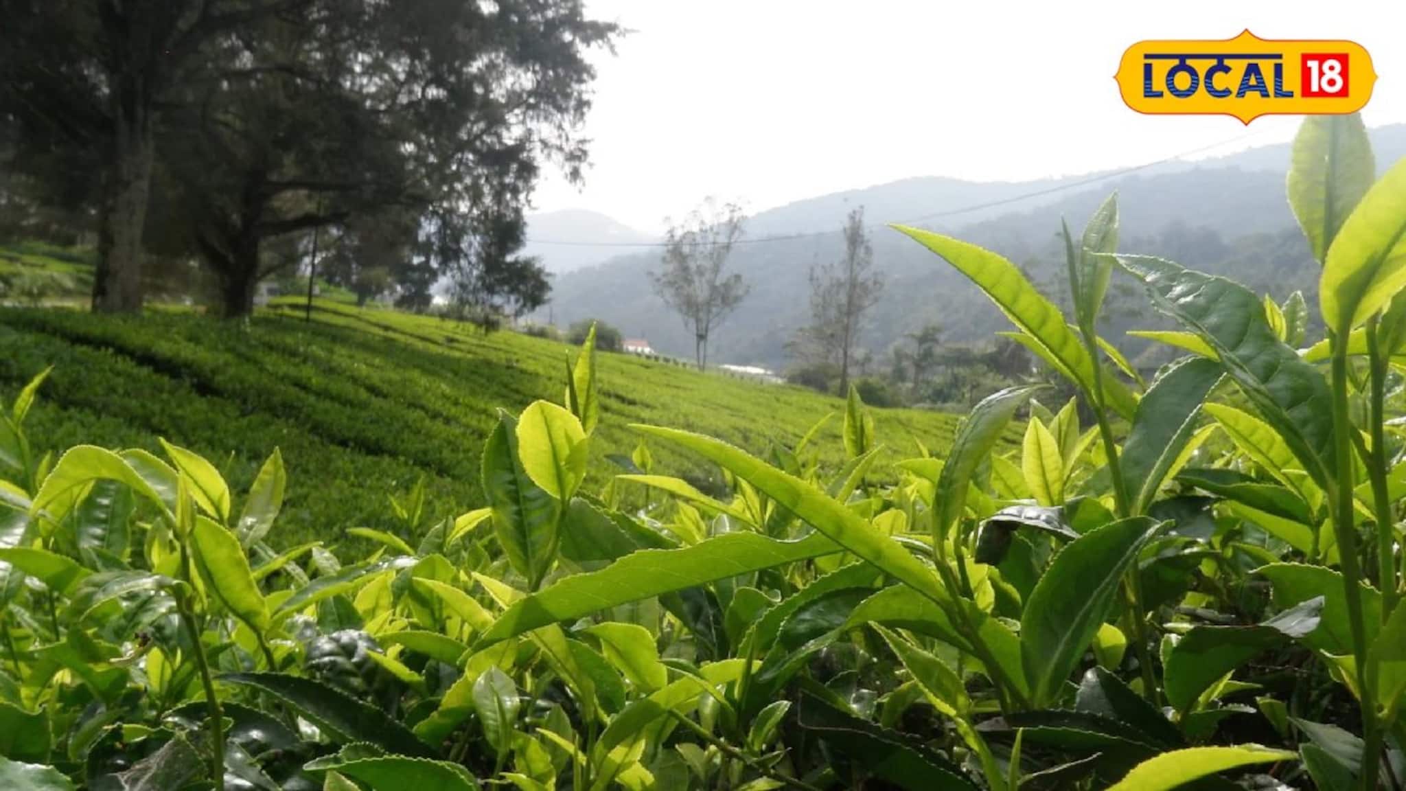 Darjeeling Business Idea: শুরু করার খরচ সামান্য, বাজারে ব্যাপক চাহিদা! দার্জিলিংয়ে বসে এই ব্যবসা শুরু করতে পারলে অঢেল আয় শুধু সময়ের অপেক্ষা