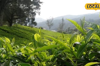 পাহাড়েই লুকিয়ে আছে কোটি টাকার ব্যবসা, নামমাত্র পুঁজিতে অঢেল আয়ের মোক্ষম সুযোগ