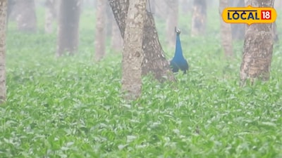 চা বাগানের ফাঁকে ফাঁকে ময়ূরের পেখম, বসন্তে রঙিন ডেঙ্গুয়াঝাড়