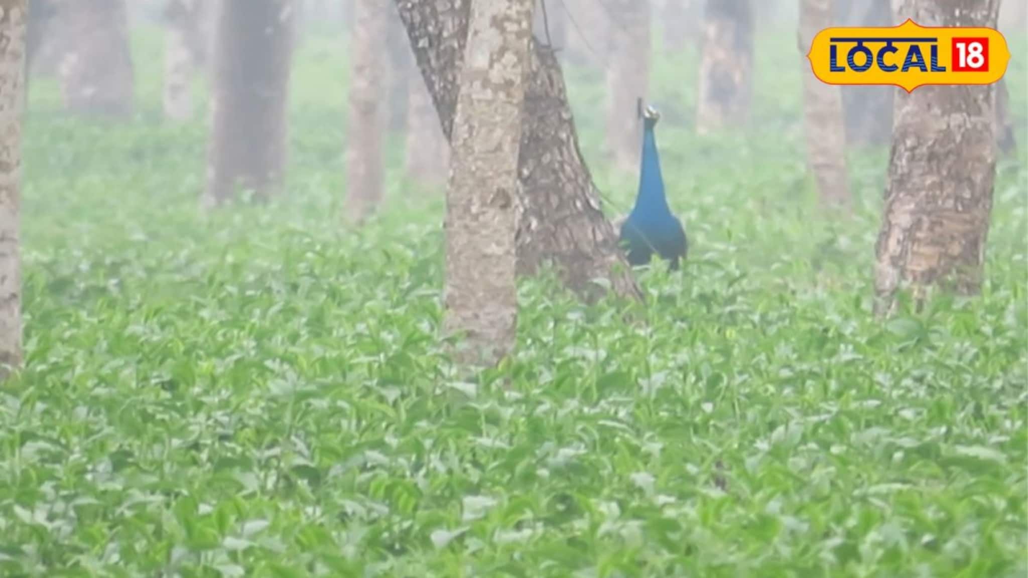 বসন্তের ডুয়ার্সে অনন্য হাতছানি! এই চা বাগানে গেলেই দেখা মিলবে পেখম মেলে ময়ূরের নাচ, মিস করলে পস্তাতে হবে