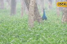 Dooars Tourism: বসন্তের ডুয়ার্সে অনন্য হাতছানি! এই চা বাগানে গেলেই দেখা মিলবে পেখম মেলে ময়ূরের নাচ, মিস করলে পস্তাতে হবে