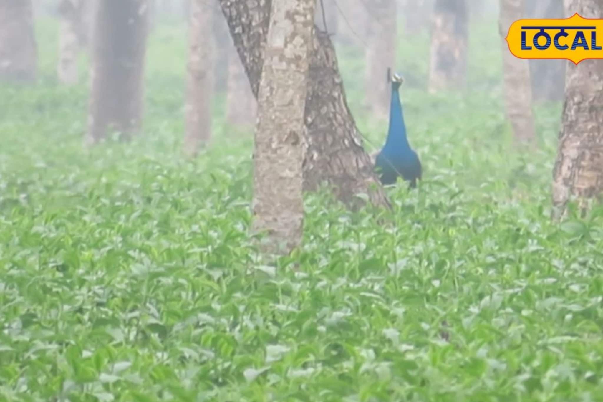 বসন্তের ডুয়ার্সে অনন্য হাতছানি! এই চা বাগানে গেলেই দেখা মিলবে পেখম মেলে ময়ূরের নাচ, মিস করলে পস্তাতে হবে