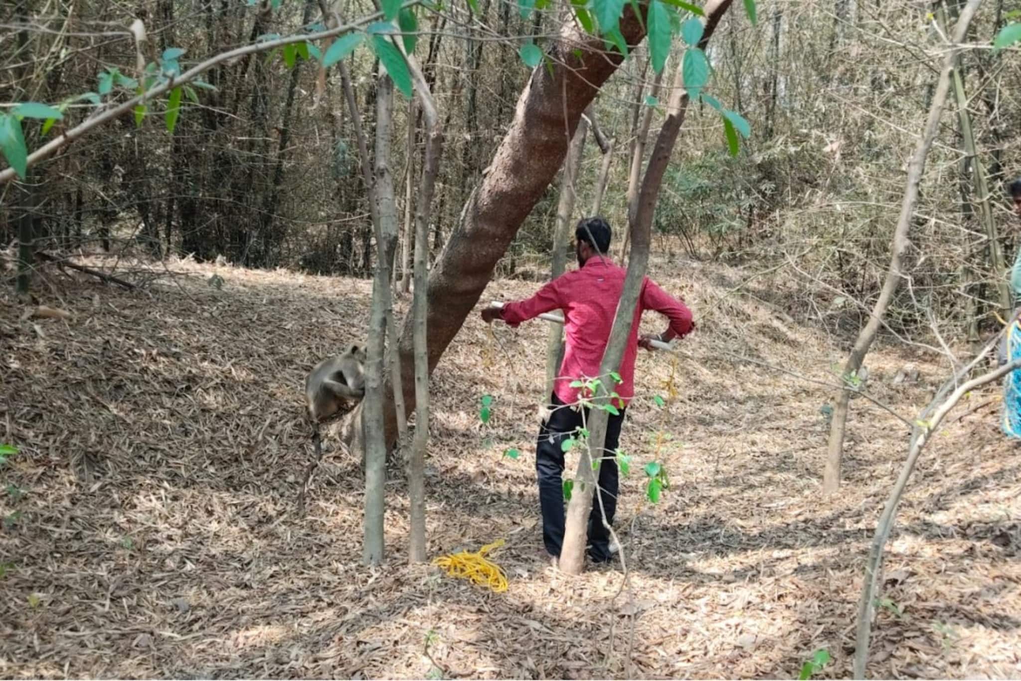 কুকুরের আক্রমণের জেরে আহত হনুমান, স্থানীদের তৎপরতায় প্রাণরক্ষা প্রাণীটির