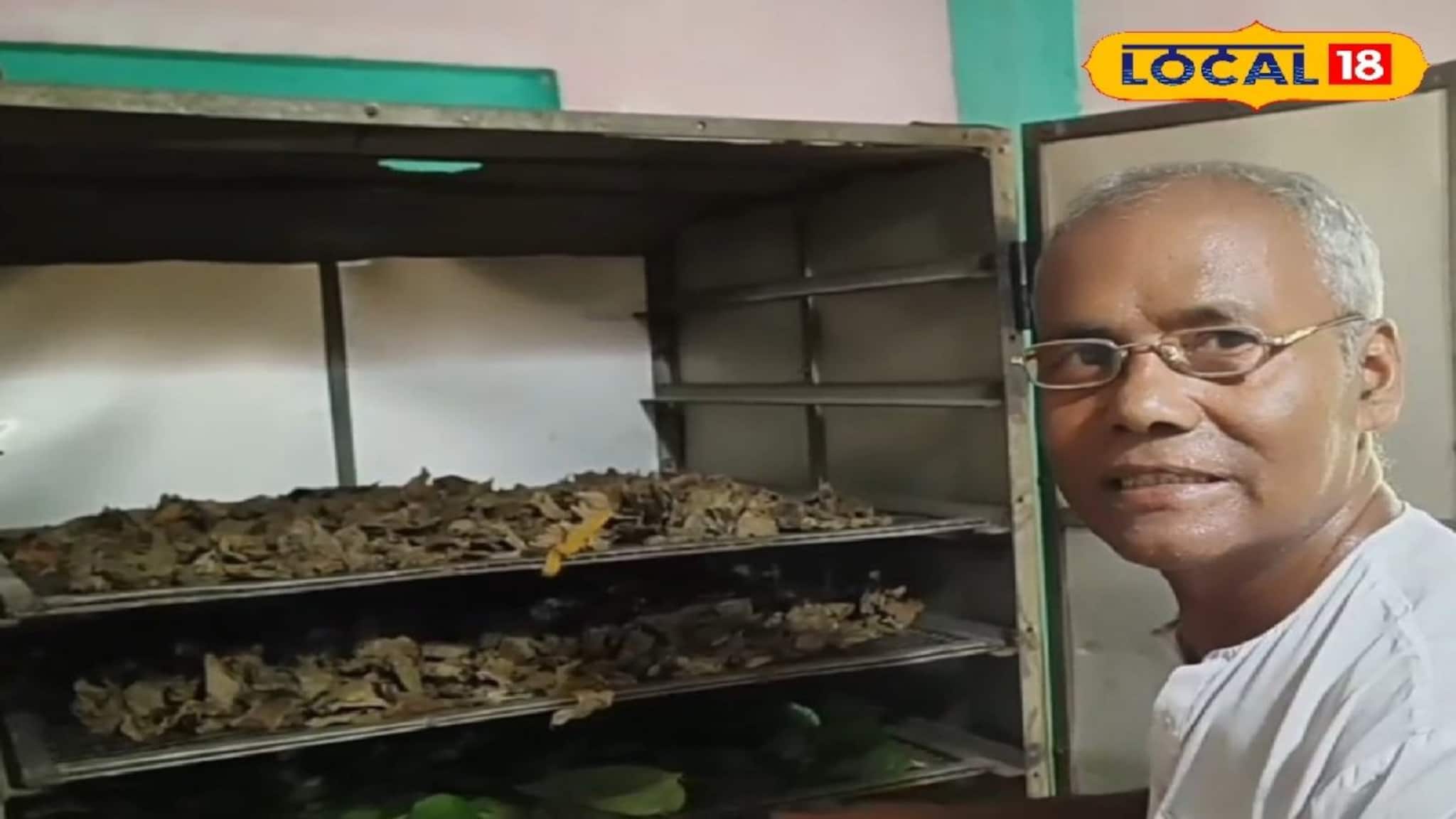 Money Making Tips: পান শুকিয়ে লাখ টাকা আয়ের নতুন ফর্মুলা, ছো্ট্ট বুদ্ধিতে বদলে যাচ্ছে চাষিদের ভাগ্য! দেশি টেকনিকে মালামাল হওয়ার দারুণ সুযোগ