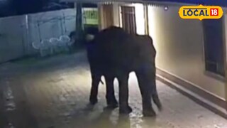 রিসোর্টে হাতি