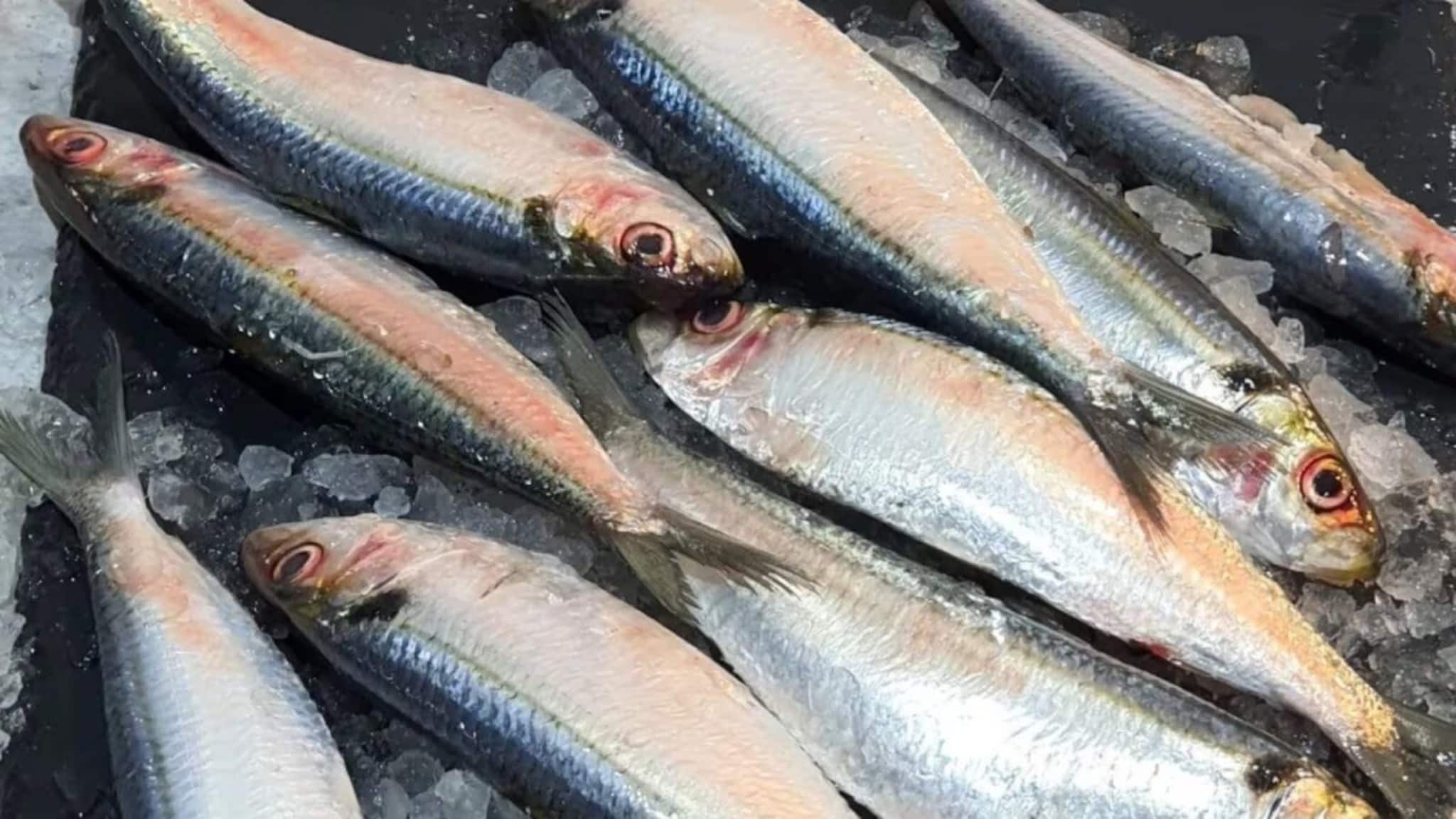 Fish Buying Tips: বাজারে বিকোচ্ছে 'ফর্মালিন' মেশানো মাছ, ফুটো করছে লিভার-পাকস্থলী-কিডনি, আপনিও ঠকছেন না তো? কীভাবে বুঝবেন মাছে 'ফর্মালিন' মেশানো কী না? পড়ুন