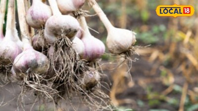 রসুন চাষ 