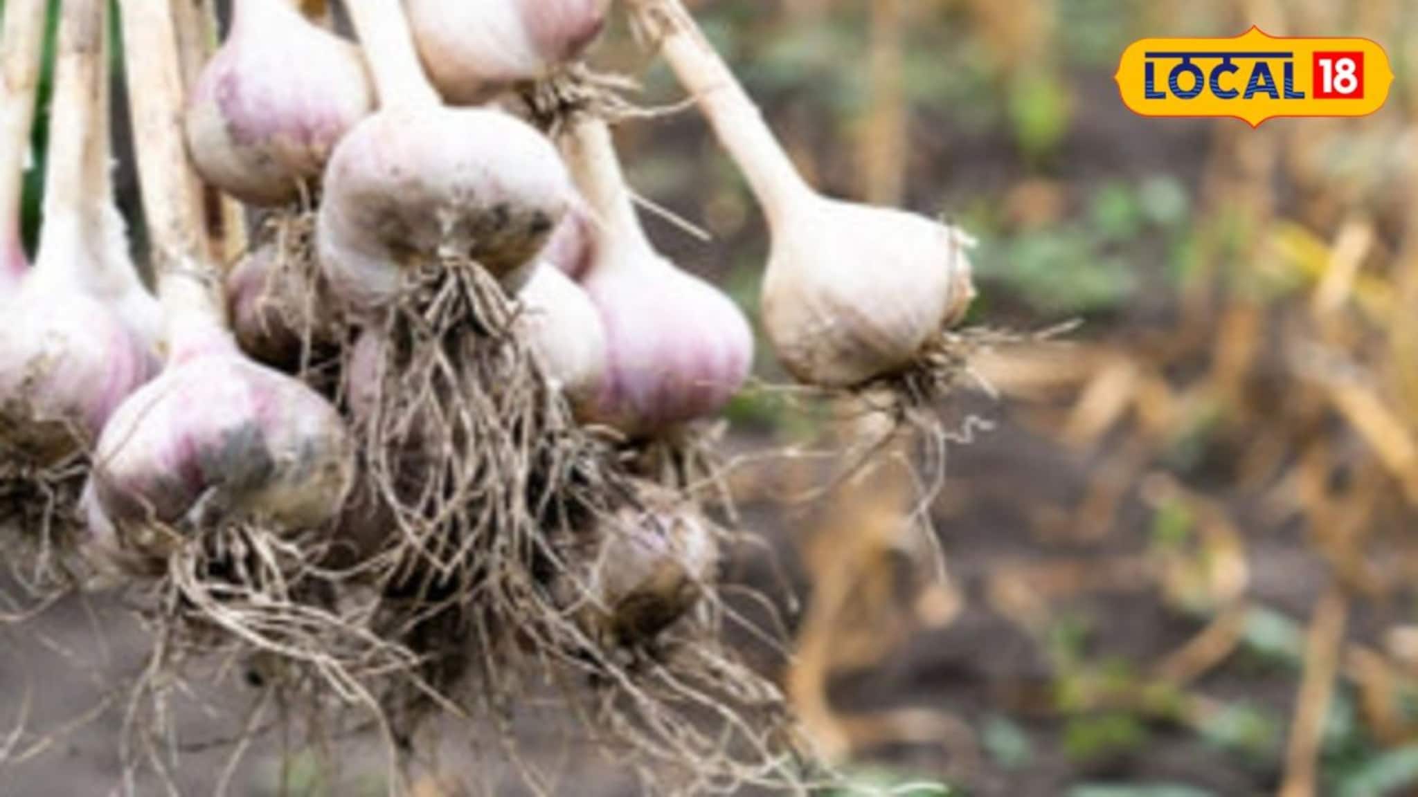 Agriculture News: মুর্শিদাবাদে রসুনের বাম্পার ফলন, তবুও দিশেহারা চাষিরা! জানুন এর পিছনে থাকা দুই বড় কারণ