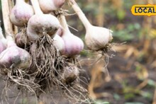 Agriculture News: মুর্শিদাবাদে রসুনের বাম্পার ফলন, তবুও দিশেহারা চাষিরা! জানুন এর পিছনে থাকা দুই বড় কারণ