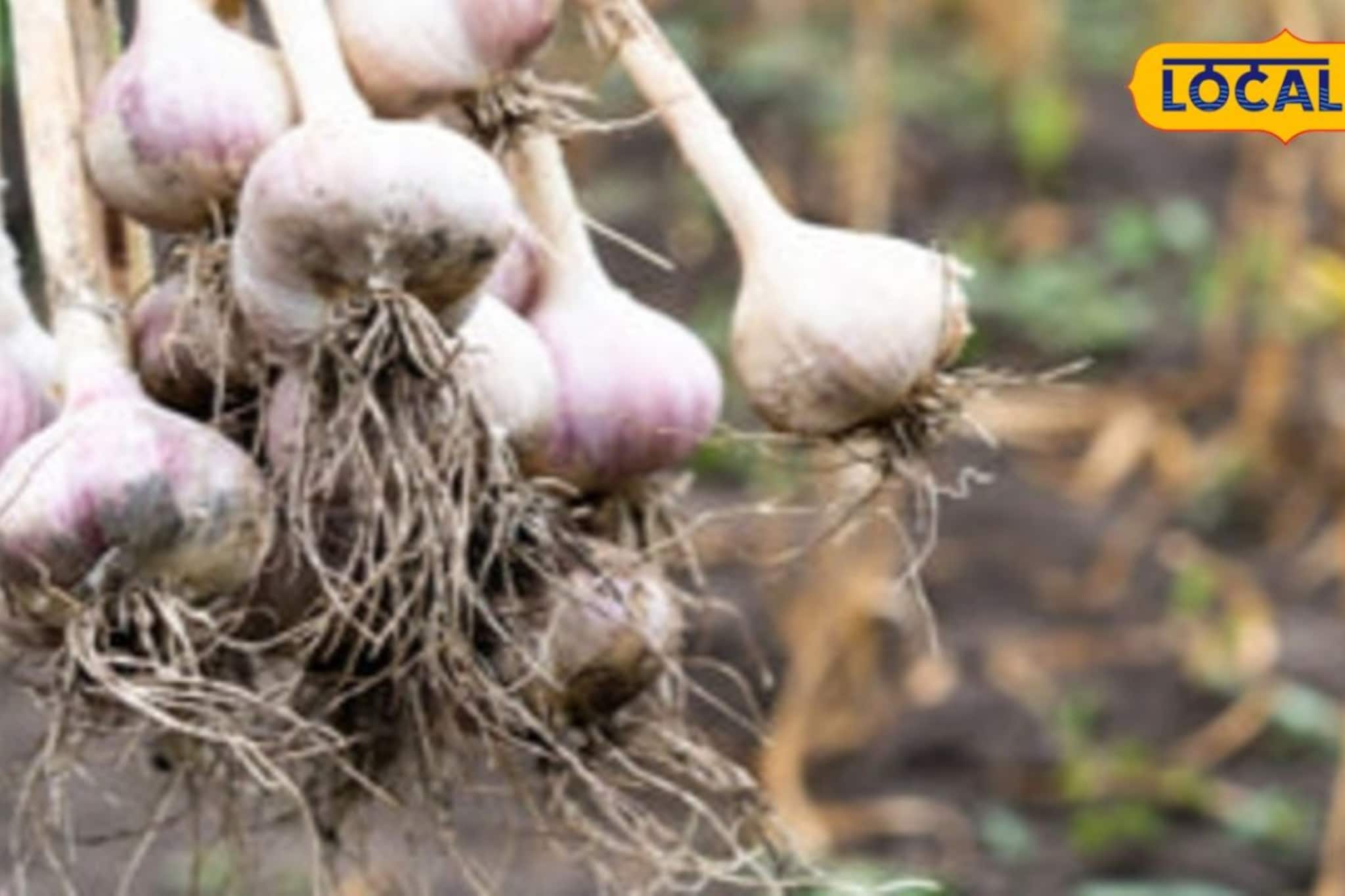 মুর্শিদাবাদে রসুনের বাম্পার ফলন, তবুও দিশেহারা চাষিরা! জানুন এর পিছনে থাকা দুই বড় কারণ মুর্শিদাবাদে রসুনের বাম্পার ফলন, তবুও দিশেহারা চাষিরা! জানুন এর পিছনে থাকা দুই বড় কারণ