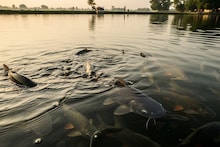 ডিমে ঠাসা পেট, স্বাদেও অনন্য! 'ইজরায়েলের মাছ' পাওয়া যায় এখানেই, ভীষণ উপকারী! জানেন কোনটা?