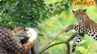 লেপার্ডের আক্রমণে গুরুতর আহত চৌকিদার লেপার্ডের আক্রমণে গুরুতর আহত চৌকিদার