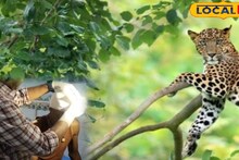 Leopard Attack: পাহারা দিতে গিয়ে যমের মুখে চৌকিদার, ছিঁড়ে খাওয়ার চেষ্টা লেপার্ডের! ঝোপের আড়াল থেকে হঠাৎ হামলা, জানলে গায়ে কাঁটা দেবে