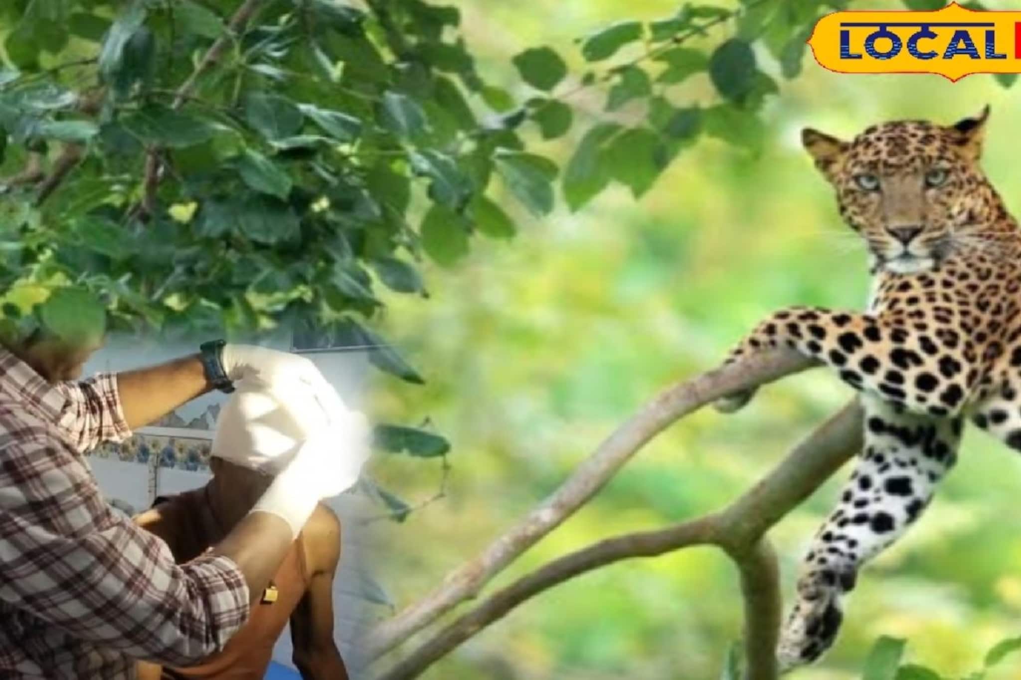 পাহারা দিতে গিয়ে যমের মুখে চৌকিদার, ছিঁড়ে খাওয়ার চেষ্টা লেপার্ডের!  আড়াল থেকে হঠাৎ হামলা