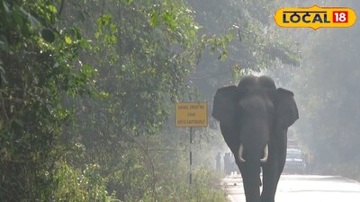 जालदापारा येथे जंगली हत्तीचा धुमाकूळ: निवडणूक निरीक्षकांचे अन्न खाल्ले, रात्री हल्ले.