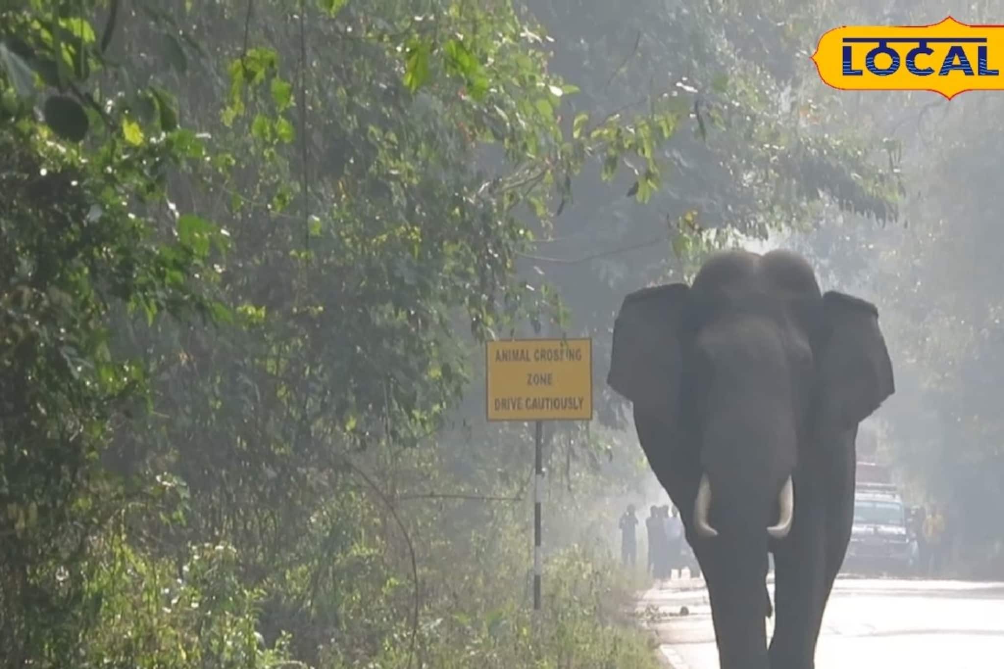 অ্যাকশনে বন দফতর, গরুমারার রাস্তায় এইসব ভুল করলে ফাঁসবেন পর্যটকরা