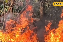 Jhargram News: জঙ্গলে ভয়াবহ আগুন, নেভাতে গিয়ে ভয়ঙ্কর পরিণতি! ঝাড়গ্রামের শিক্ষকের সঙ্গে যা ঘটল