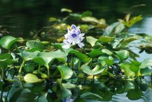 North 24 Parganas News: কচুরিপানার দাপটে বেসামাল বিদ্যাধরী,বন্ধ ফেরিঘাট, চরম দুর্ভোগে যাত্রীরা