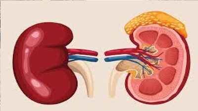 প্রভাব পড়তে পারে কিডনিতেও