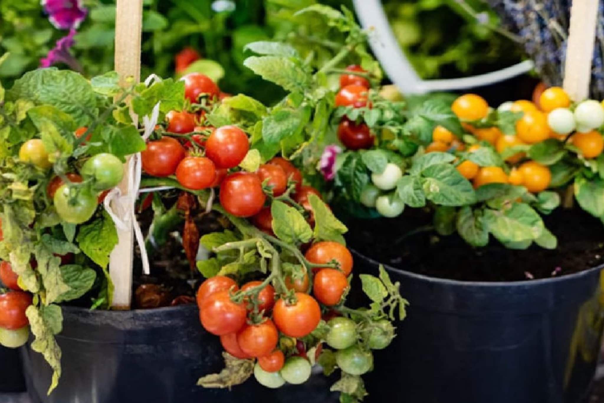 চরম গরমেও ছাদে, বারান্দায় ফলবে সুস্বাদু '৫' সবজি, ২০-২৫ দিনের মধ্যে মিলবে তাজা ফসল