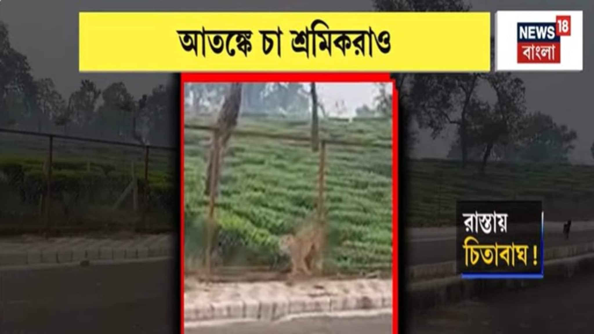 Bagdogra: বাগডোগরা বিমানবন্দরের কাছে চা-বাগানের রাস্তায় চিতাবাঘ, আতঙ্কে চা-শ্রমিকেরা