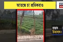 Bagdogra: বাগডোগরা বিমানবন্দরের কাছে চা-বাগানের রাস্তায় চিতাবাঘ, আতঙ্কে চা-শ্রমিকেরা