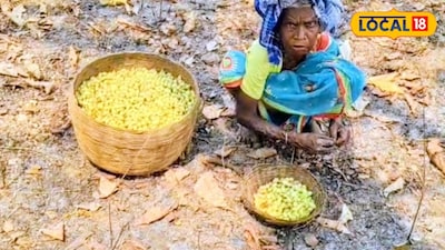 মহুয়া ফুল কুড়িয়ে রোজগারের দিশা দেখছে জঙ্গলমহলের মেয়েরা