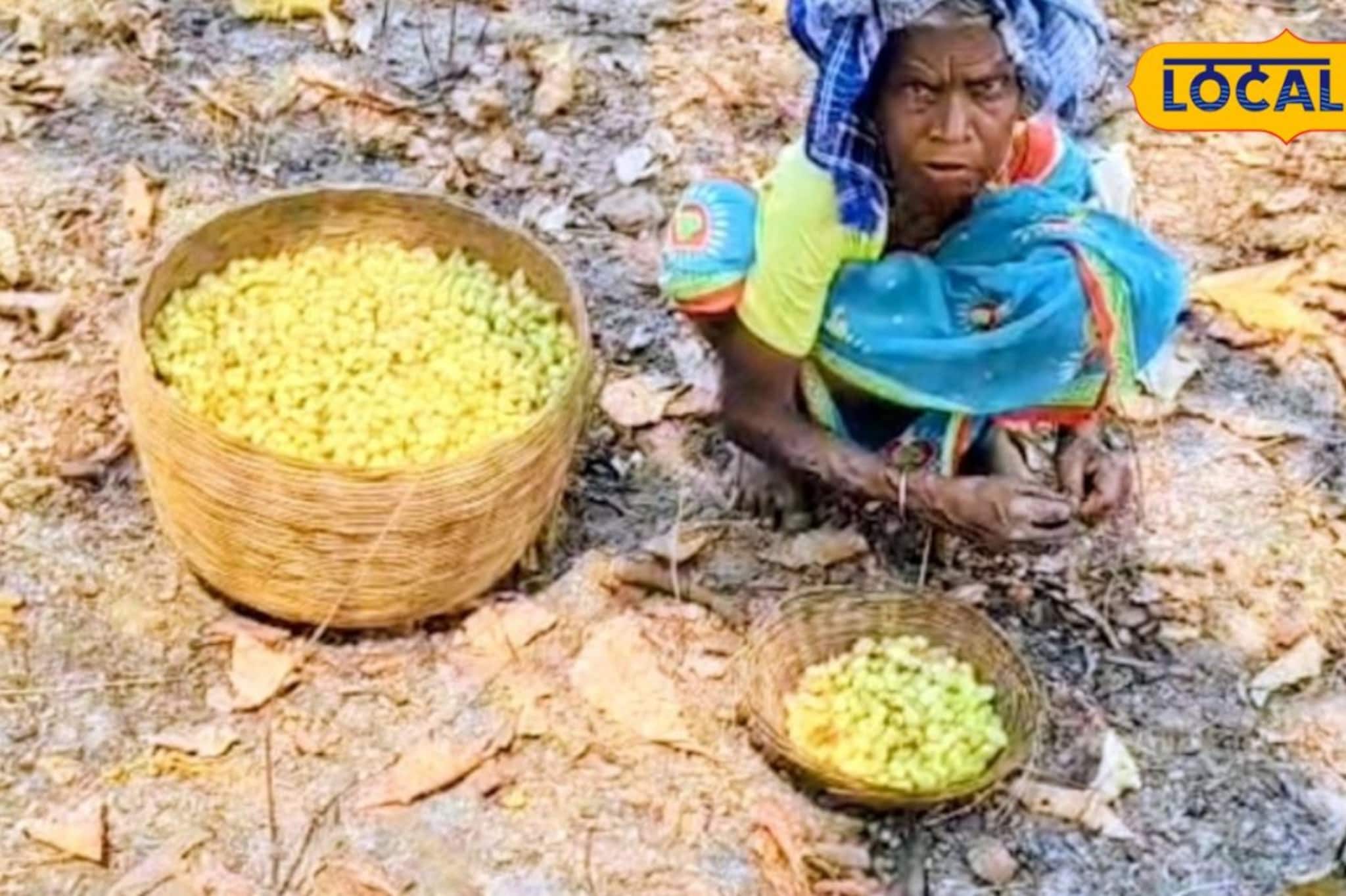 বিনা পুঁজিতে লাভের ব্যবসা! ৪০-৫০ টাকা কেজি দরে বিক্রি, জঙ্গলের কুড়ানো এই ফুলেই আয়ের মুখ দেখছেন গ্রাম্য বধূরা