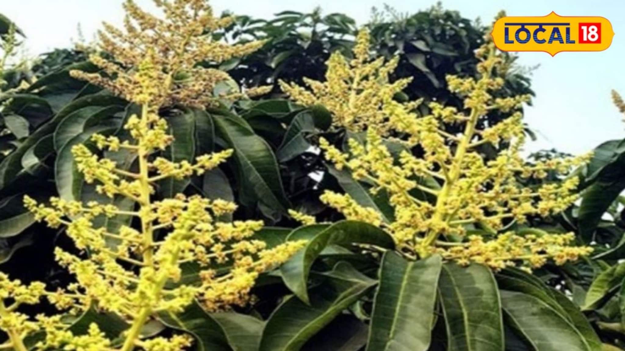 Agriculture News: মুকুলে ঢাকা গাছ, ব্যাপক ফলনের আশা! তবে এরই মাঝে নতুন আশঙ্কায় পূর্বস্থলীর আমচাষিরা