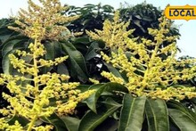 Agriculture News: মুকুলে ঢাকা গাছ, ব্যাপক ফলনের আশা! তবে এরই মাঝে নতুন আশঙ্কায় পূর্বস্থলীর আমচাষিরা