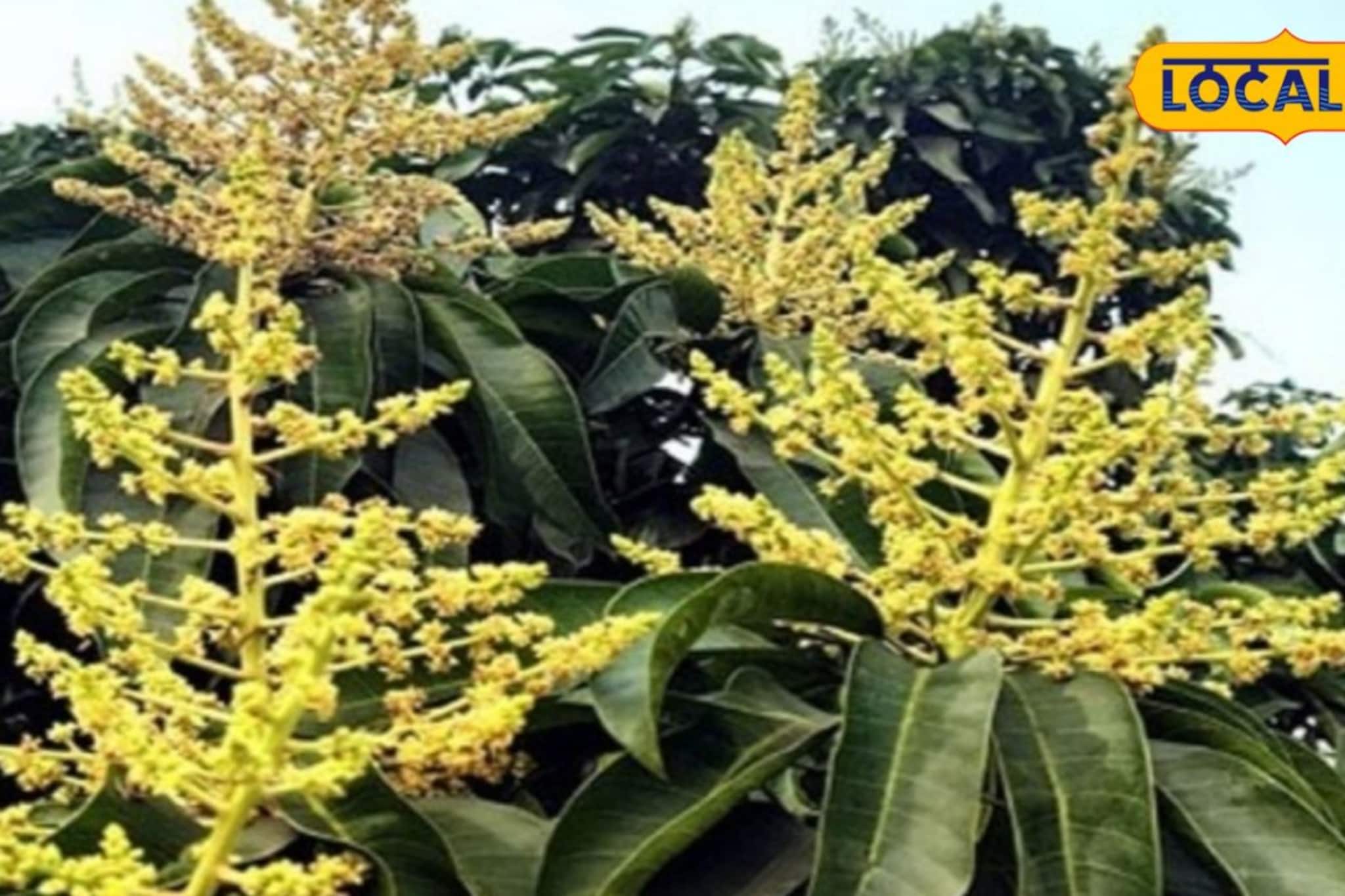 মুকুলে ঢাকা গাছ, ব্যাপক ফলনের আশা! তবে এরই মাঝে নতুন আশঙ্কায় পূর্বস্থলীর আমচাষিরা