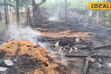 Nadia News: দুর্যোগের মাঝেই ভয়াবহ আগুন, দগ্ধ হয়ে বেঘোরে প্রাণ গেল হাজার হাজার মুরগির! বজ্রপাতে সর্বস্বান্ত মালিক