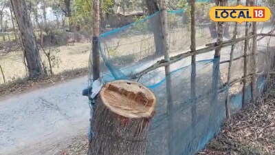 রাতের অন্ধকারে রাস্তার পাশের গাছ উধাও