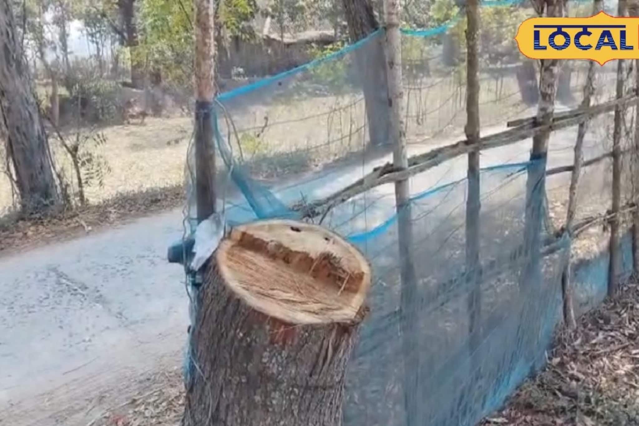 পরিবেশের বারোটা বাজিয়ে ছাড়ছে অবৈধ কারবারিরা, রাতারাতি সাফ হয়ে যাচ্ছে প্রাচীন গাছ পরিবেশের বারোটা বাজিয়ে ছাড়ছে অবৈধ কারবারিরা, রাতারাতি সাফ হয়ে যাচ্ছে প্রাচীন গাছ