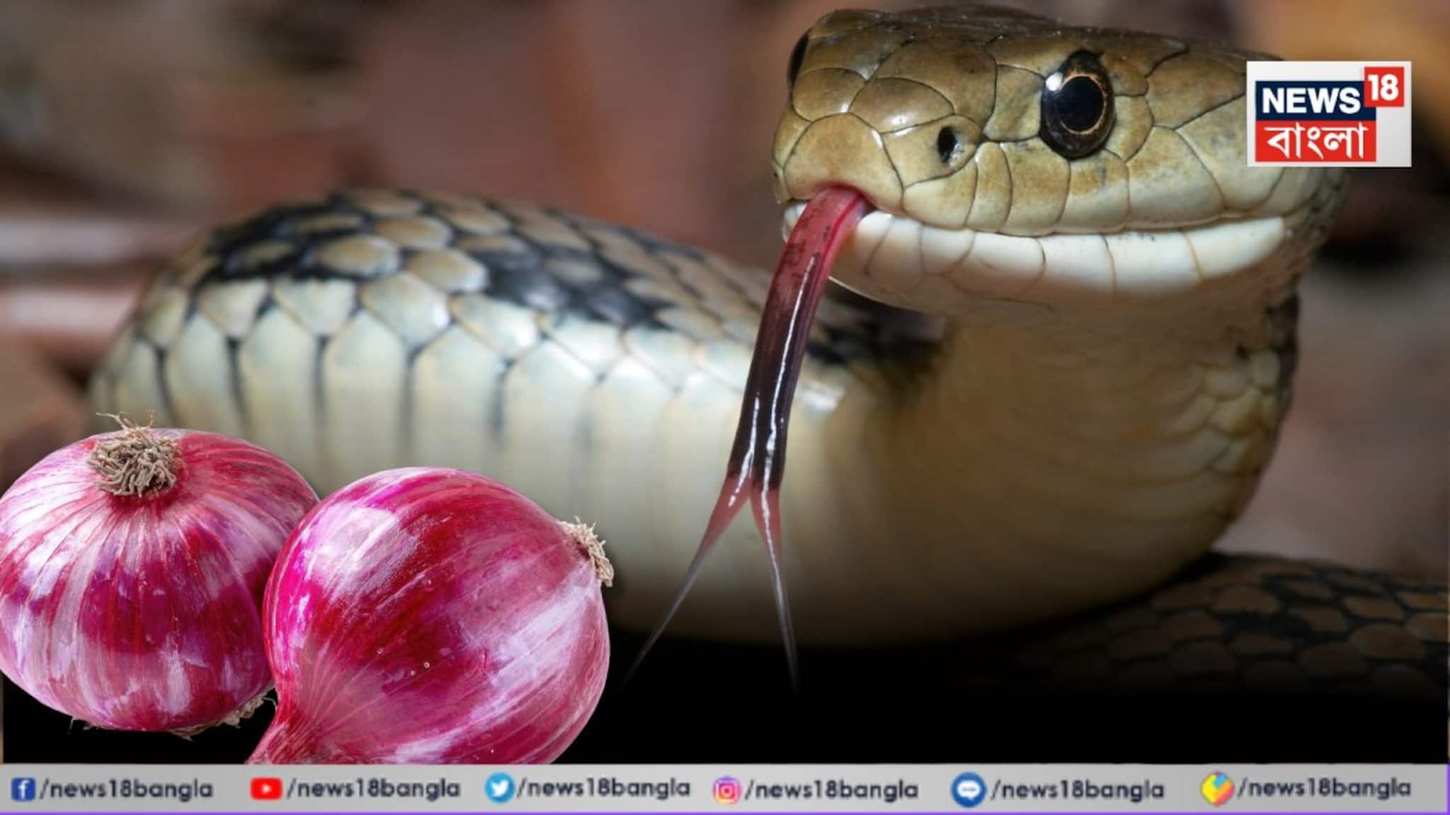 বাড়িতে এই 'কয়েকটি' জিনিস থাকলে ধারেকাছে ঘেঁষবে না সাপ... বাড়ি হবে বিষমুক্ত, জানুন তড়িঘড়ি