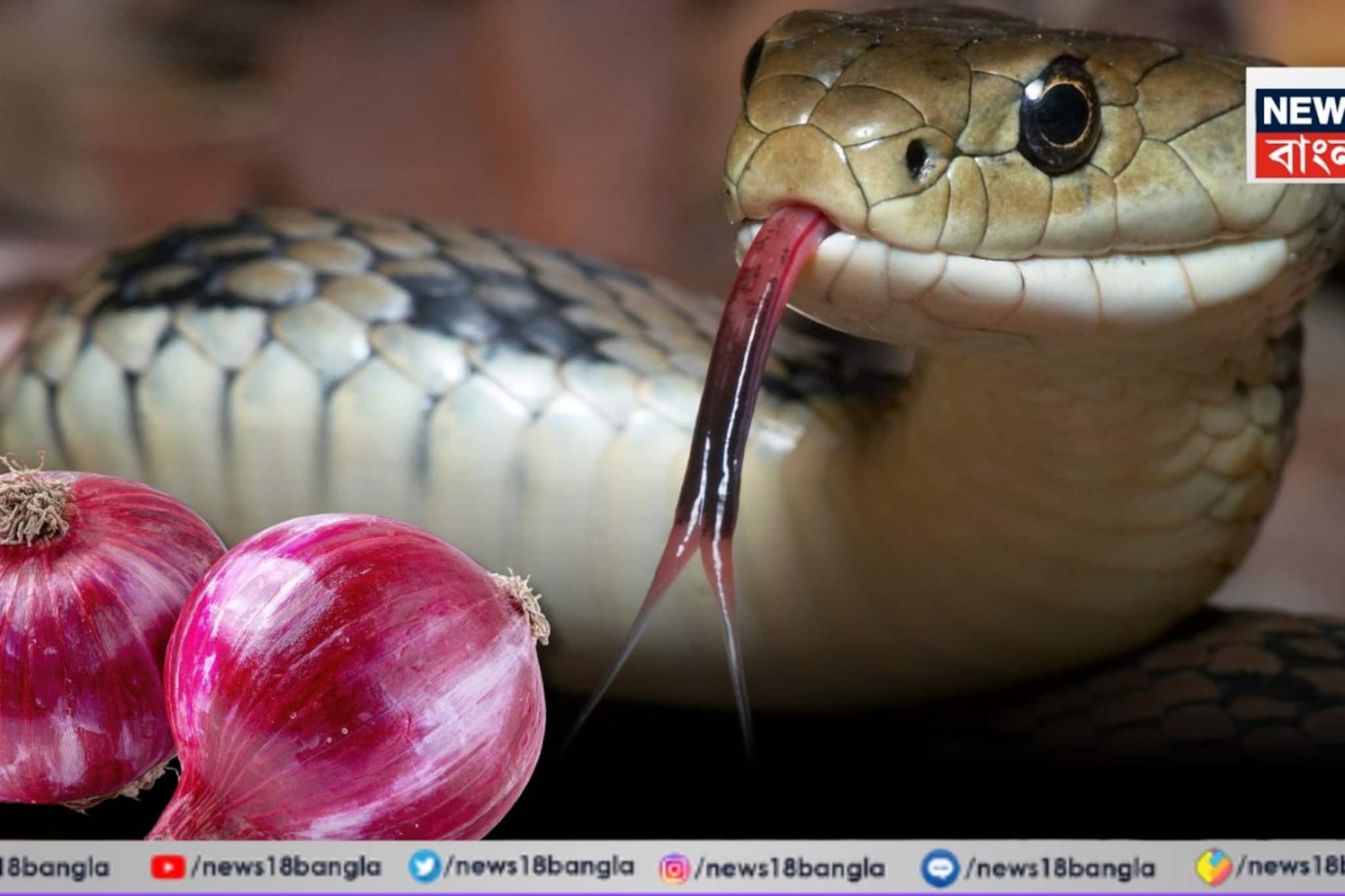 বাড়িতে এই 'কয়েকটি' জিনিস থাকলে ধারেকাছে ঘেঁষবে না সাপ, বাড়ি হবে বিষমুক্ত! জানুন তড়িঘডি