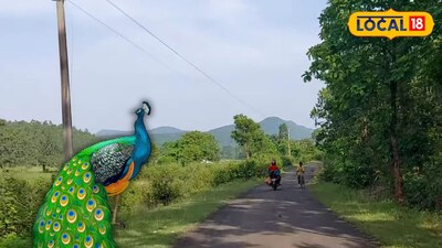 ঝাড়গ্রামে ময়ূরের দেখা মেলে এই গ্রামে