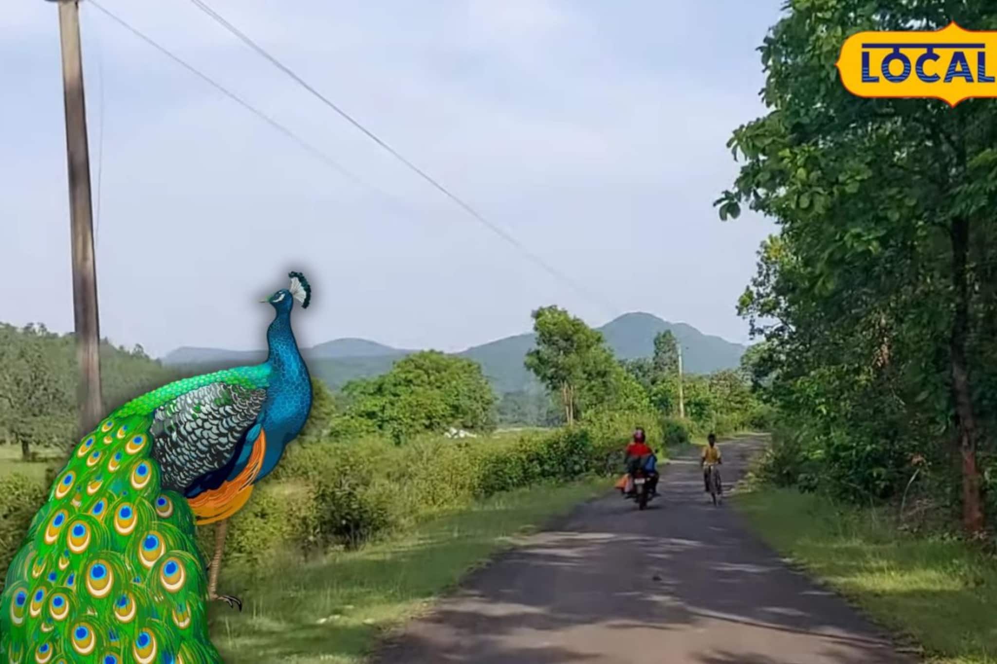 কলকাতার কাছেই ‘ময়ূরের গ্রাম’! বাড়ির উঠোনে পেখম ধরা দেখতে ঘুরে আসুন আজই, মুহূর্তের মধ্যে ভাল হয়ে যাবে মন