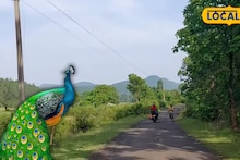 Jhargram Tourism: কলকাতার কাছেই ‘ময়ূরের গ্রাম’! বাড়ির উঠোনে পেখম ধরা দেখতে ঘুরে আসুন আজই, মুহূর্তের মধ্যে ভাল হয়ে যাবে মন