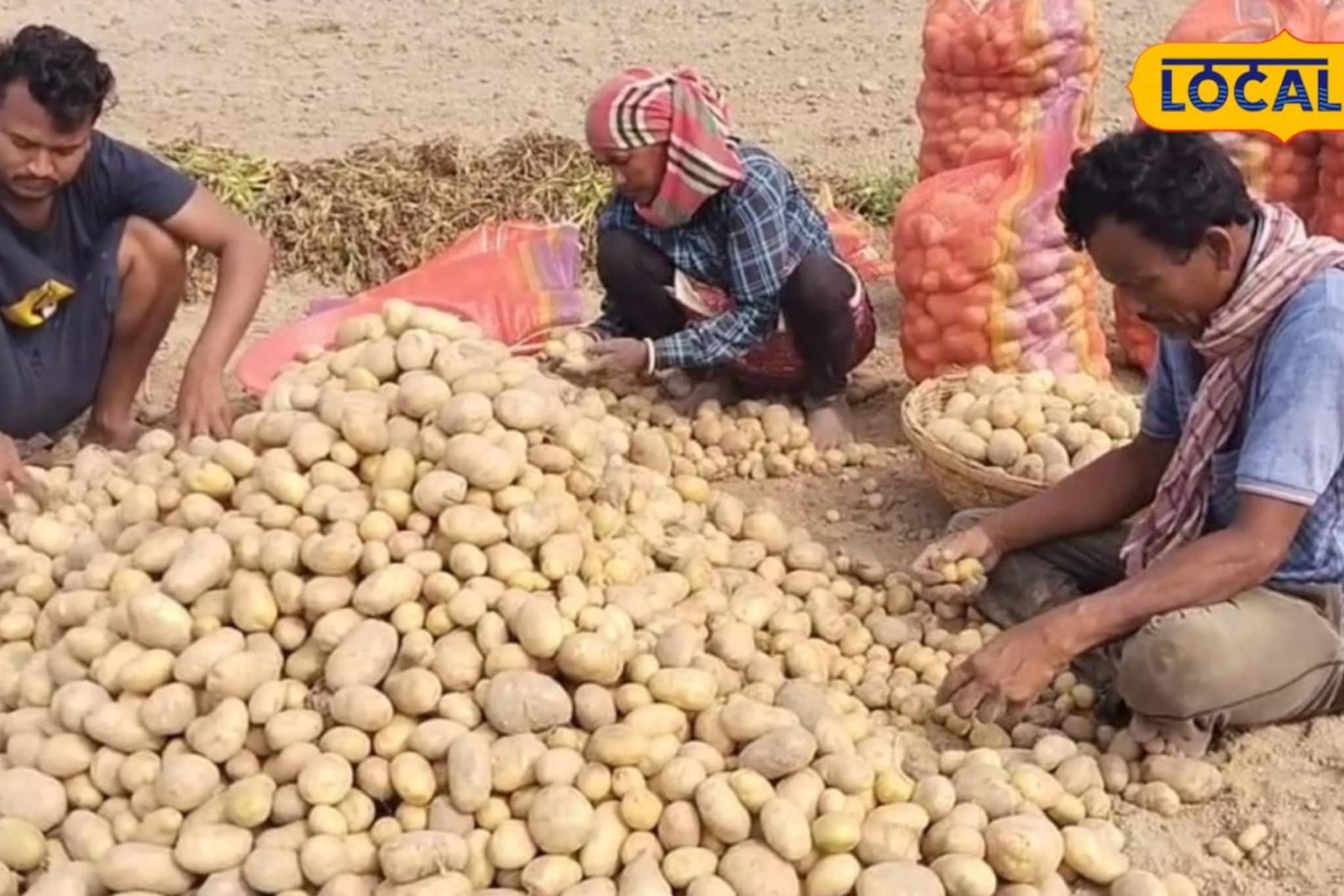 'পরের বছর শুধু নিজেদের জন্যই চাষ করব'! আলু নিয়ে বড় সিদ্ধান্ত বর্ধমানের চাষিদের, কারণ জানালেন নিজেরাই 'পরের বছর শুধু নিজেদের জন্যই চাষ করব'! আলু নিয়ে বড় সিদ্ধান্ত বর্ধমানের চাষিদের, কারণ জানালেন নিজেরাই