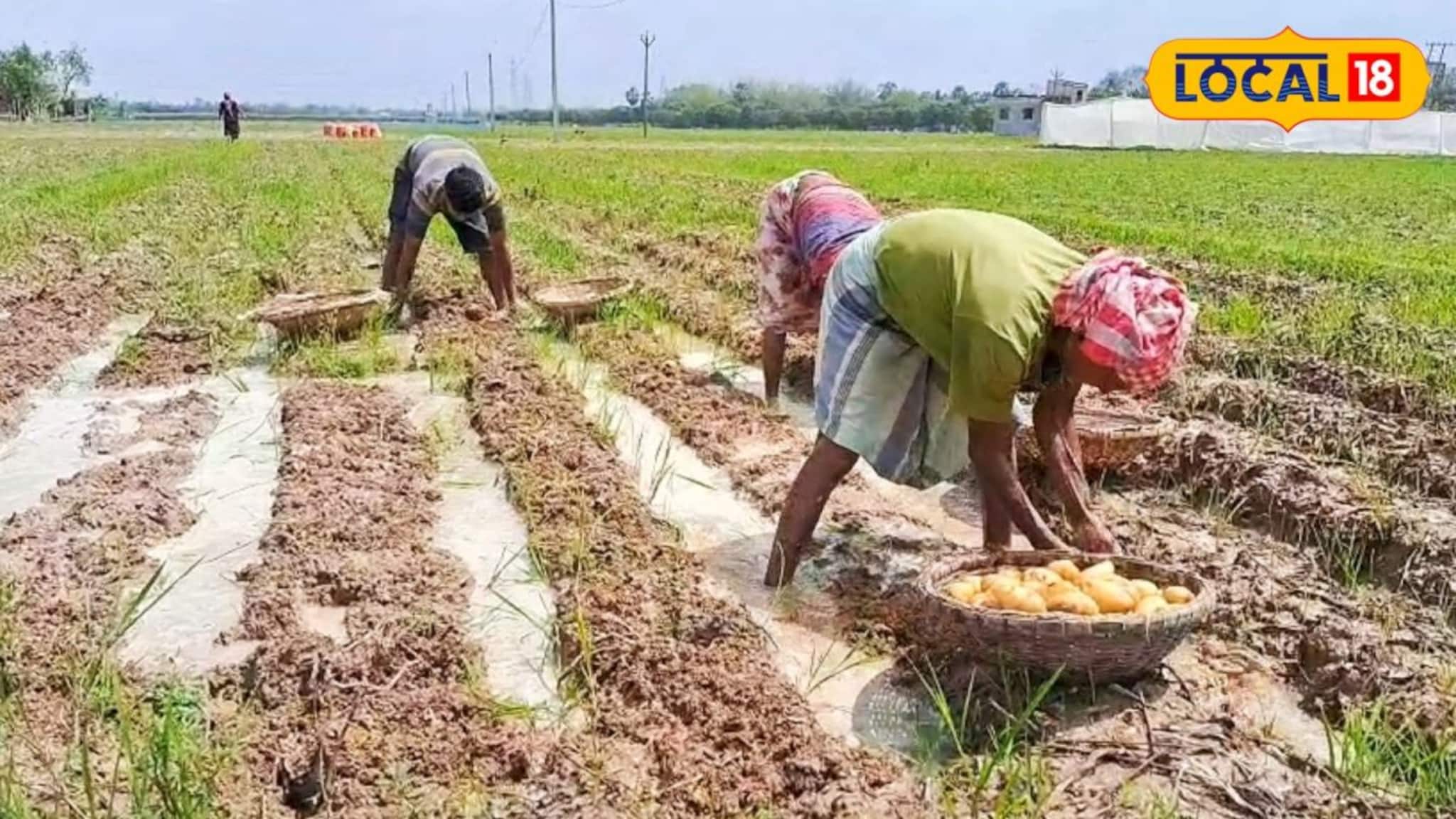 আলু চাষের লোকসান পুষিয়ে যাবে নিমেষে! সময় নষ্ট না করে করতে হবে এই কাজ