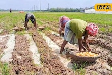 Agriculture News: আলু চাষের লোকসান পুষিয়ে যাবে নিমেষে! শুধু কৃষি বিজ্ঞানীদের এই টোটকা কাজে লাগাতে হবে চাষিদের