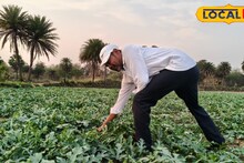 Agriculture News: ফাঁকা জমিই এখন টাকার খনি, মাত্র কয়েক মাসেই পকেট গরম করে দিচ্ছে শসা! কম পরিশ্রমে ভাগ্য ফিরছে কৃষকদের