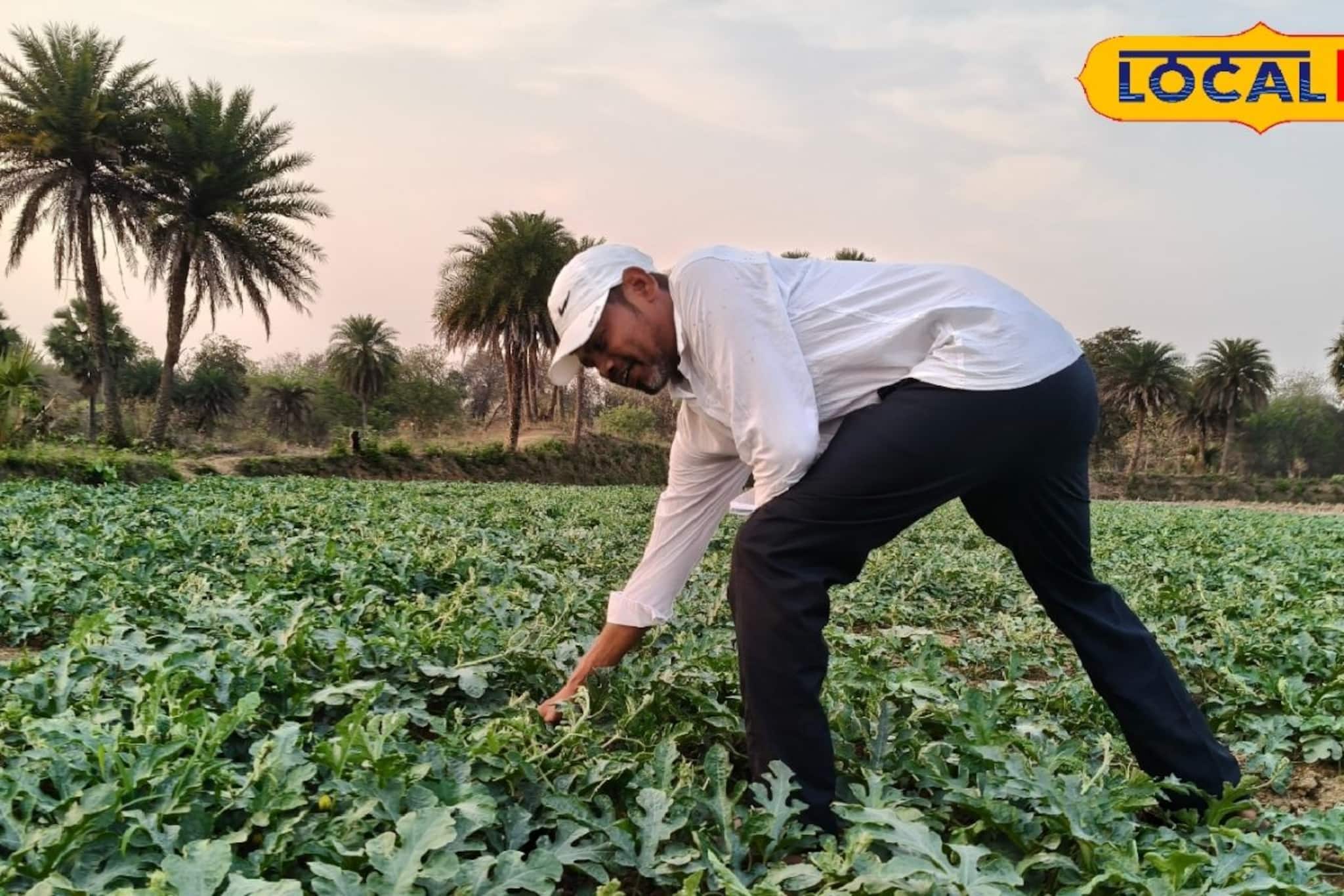 ফাঁকা জমিই এখন টাকার খনি, মাত্র কয়েক মাসেই পকেট গরম করে দিচ্ছে শসা