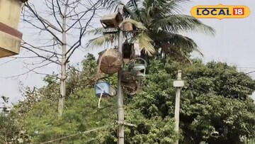 পাখিদের